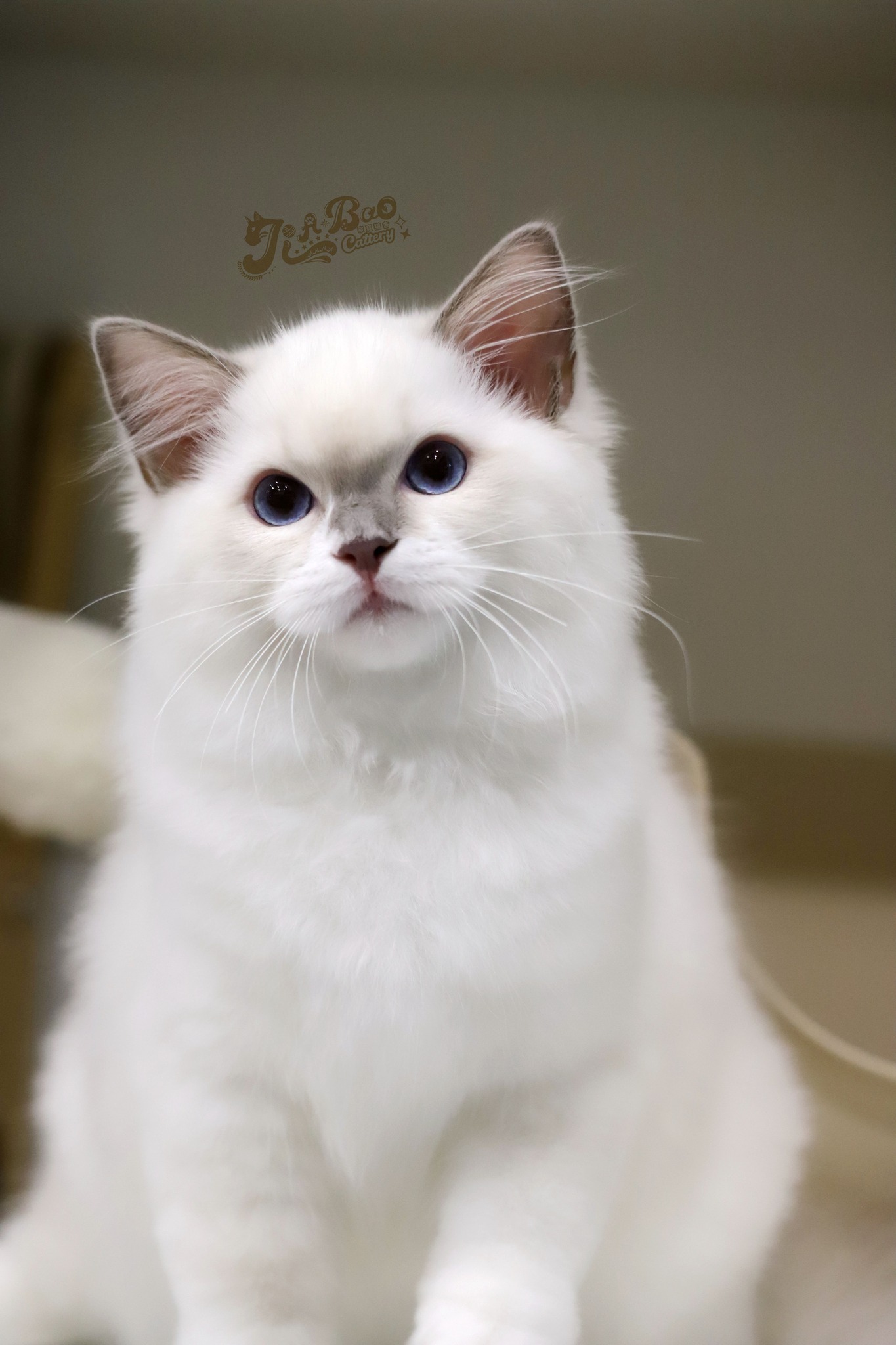 家寶寵物／藍手套布偶貓