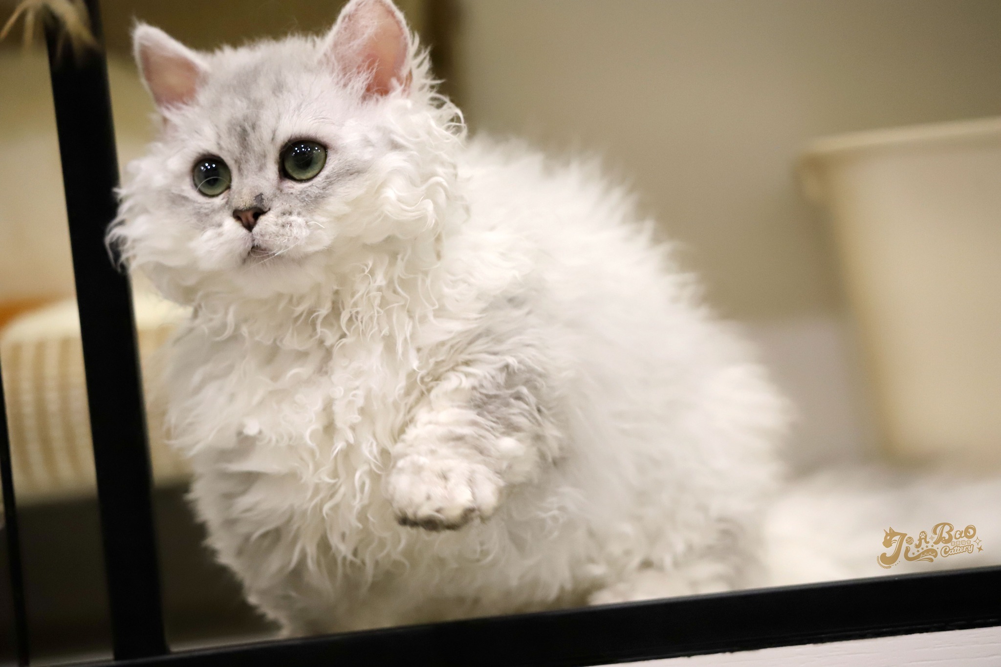 家寶寵物／銀漸層捲毛小步舞曲