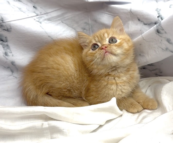 華貴皇族國際專業貓舍／橘色英國短毛貓