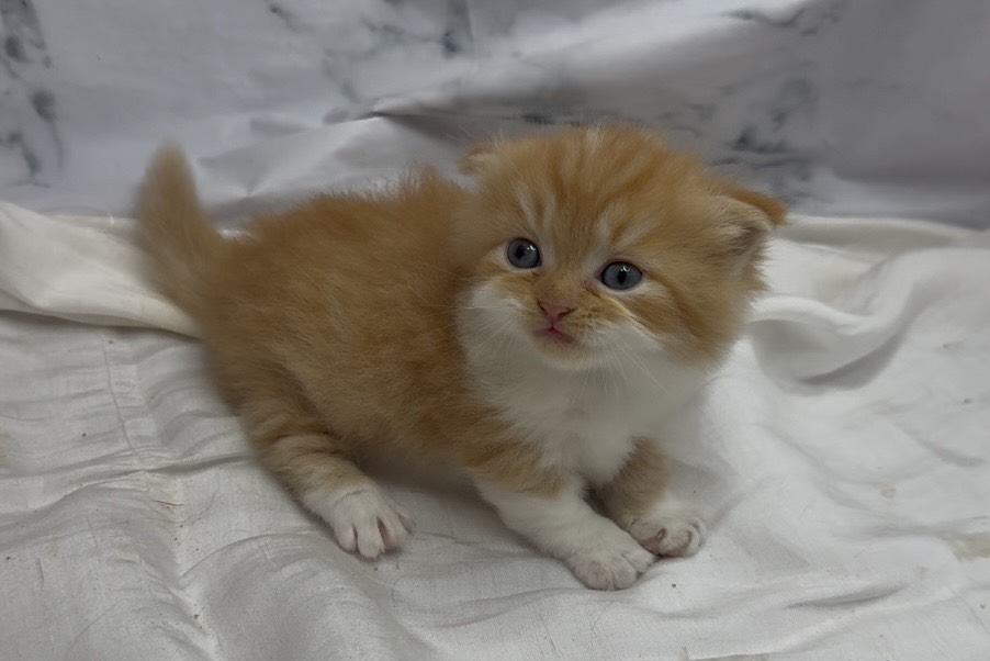 華貴皇族國際專業貓舍／橘白賓士小步舞曲