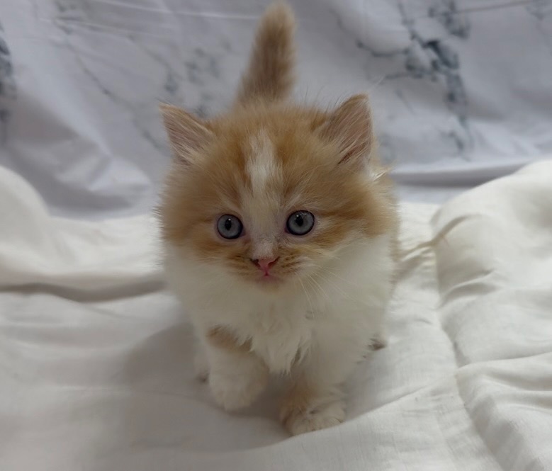 華貴皇族國際專業貓舍／橘白賓士小步舞曲