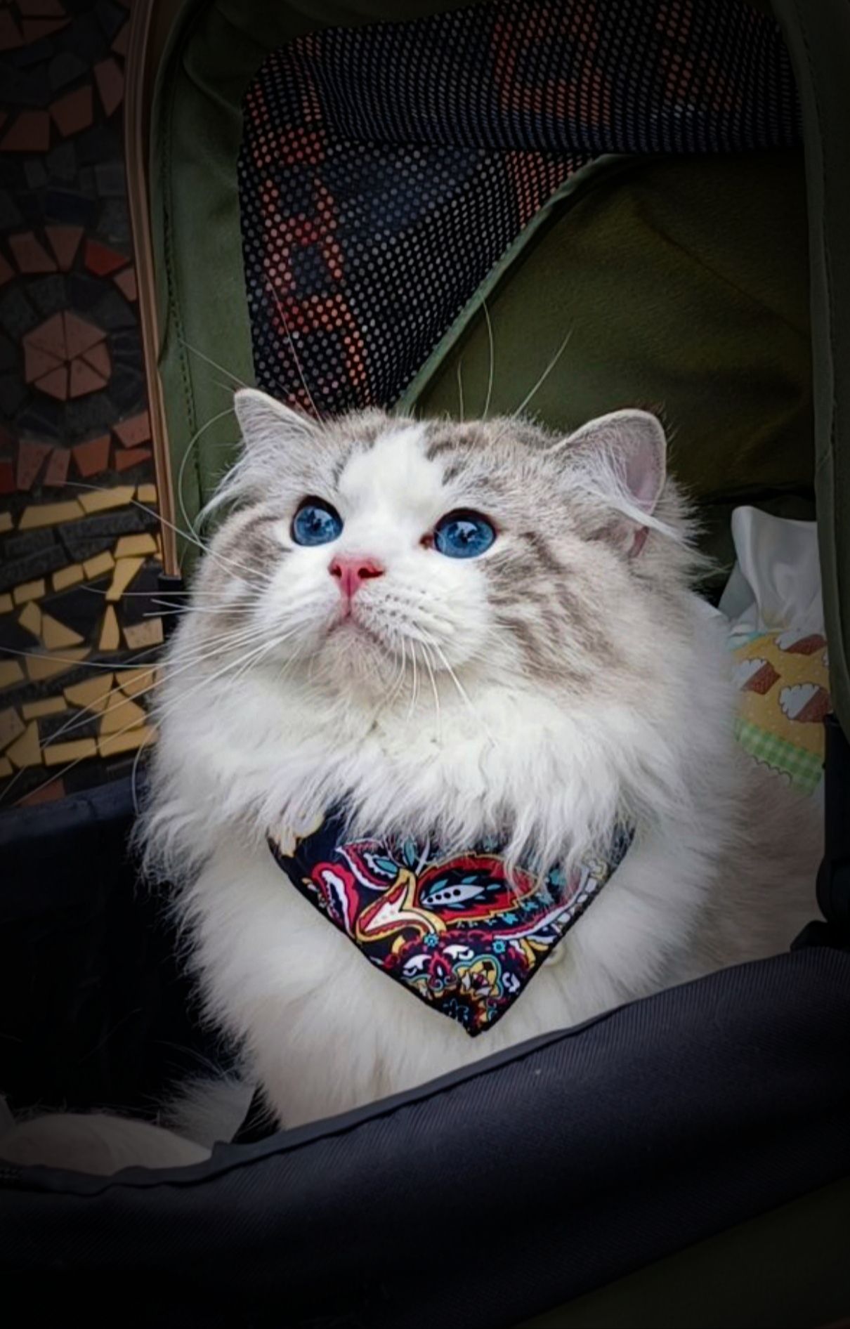 蘋果樹下的布偶貓／布偶貓