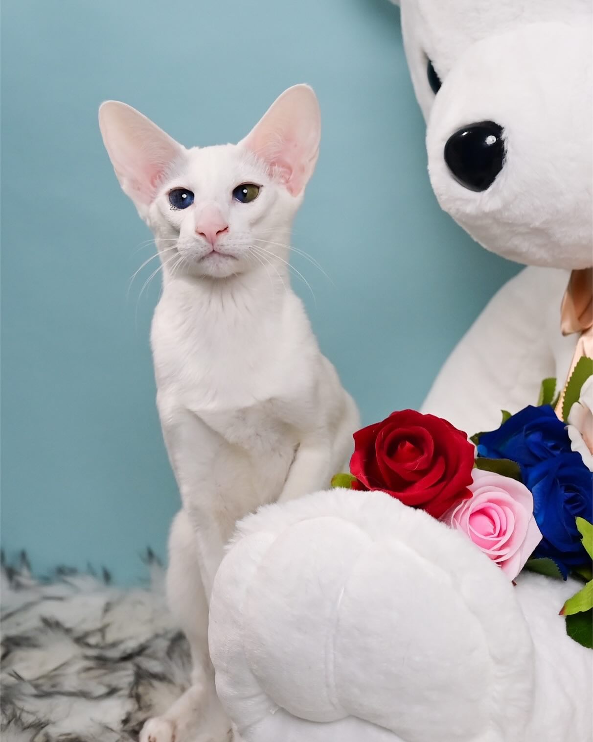 雀而喜貓舍／白色東方短毛貓