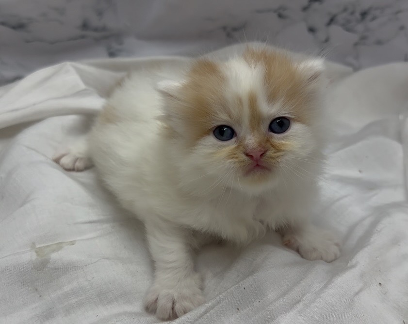 華貴皇族國際專業貓舍／橘白加白英國長毛貓