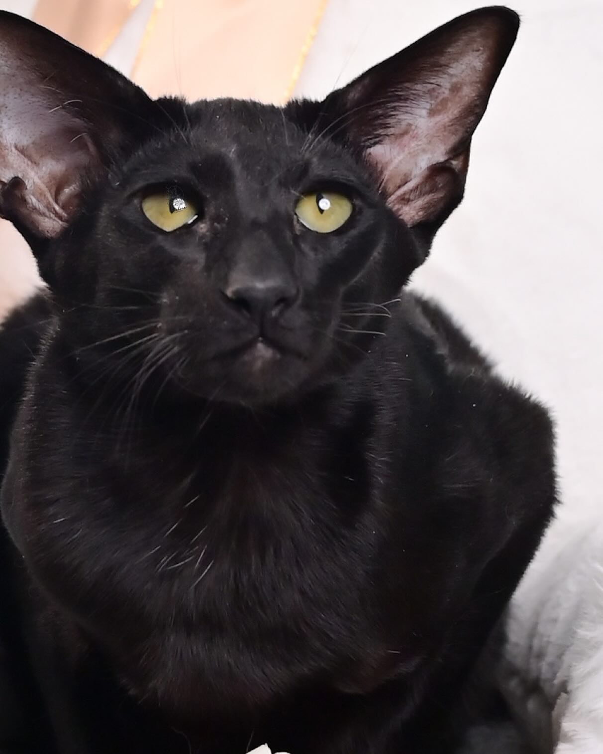 雀而喜貓舍／黑色東方短毛貓