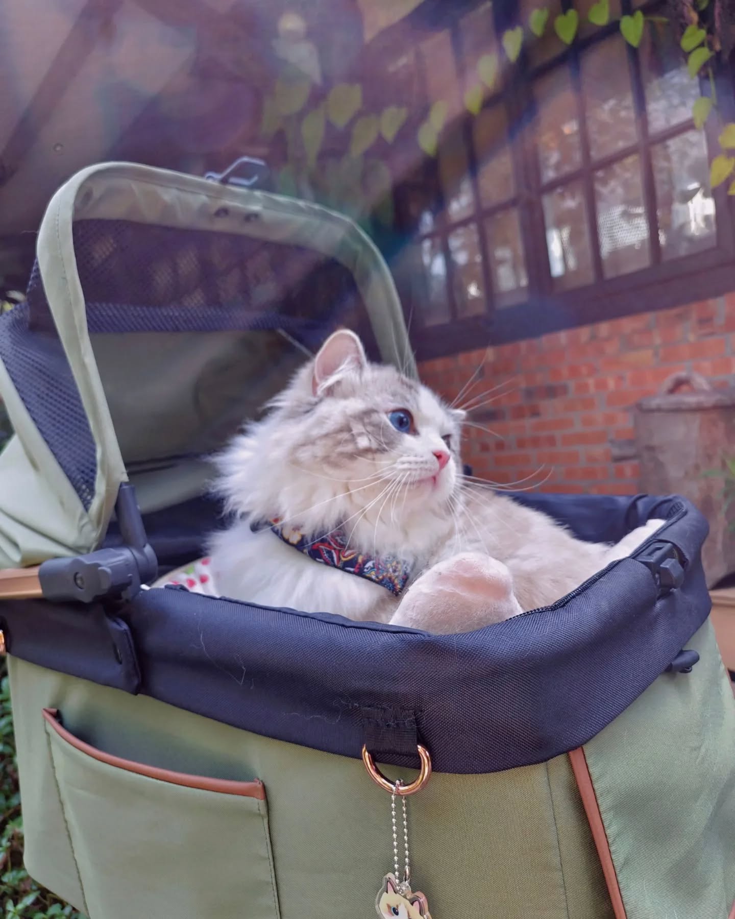 蘋果樹下的布偶貓／布偶貓