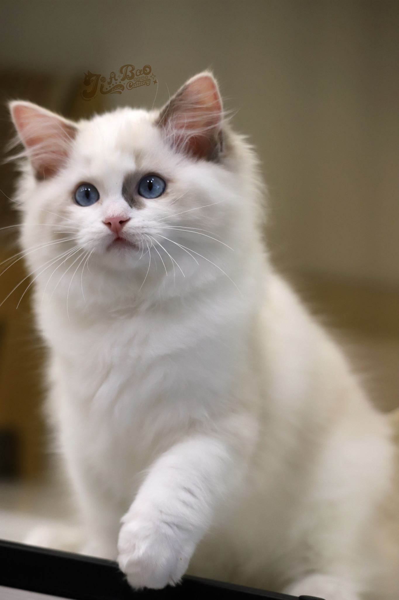 家寶寵物／海豹雙色布偶貓