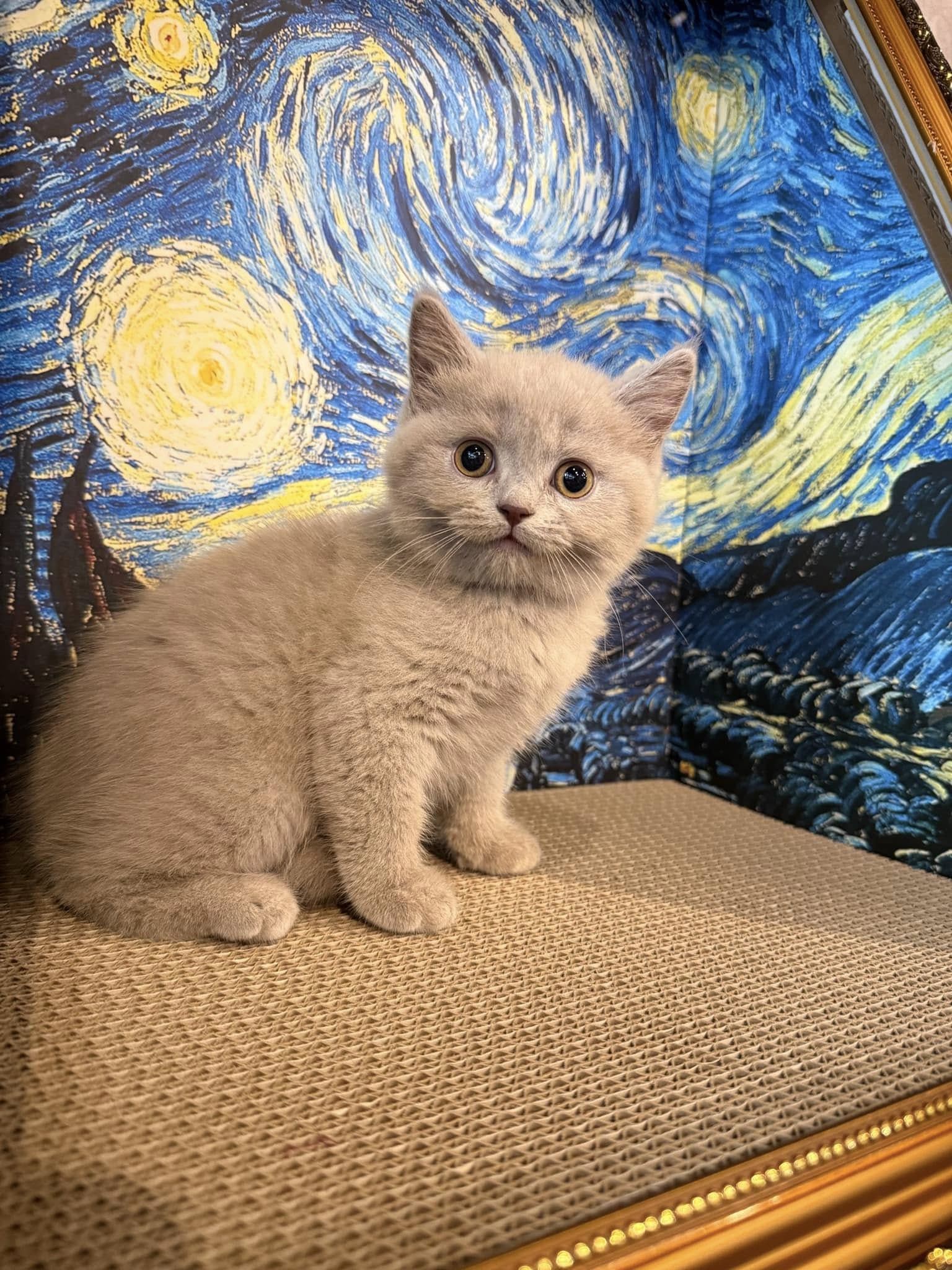 金瑟喵屋／紫丁香賓士英國短毛貓