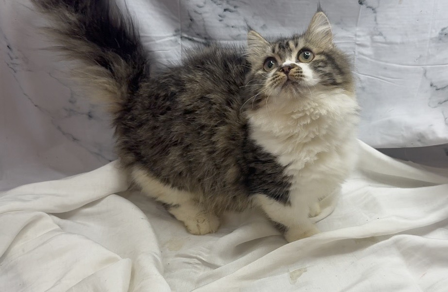 華貴皇族國際專業貓舍／小步舞曲