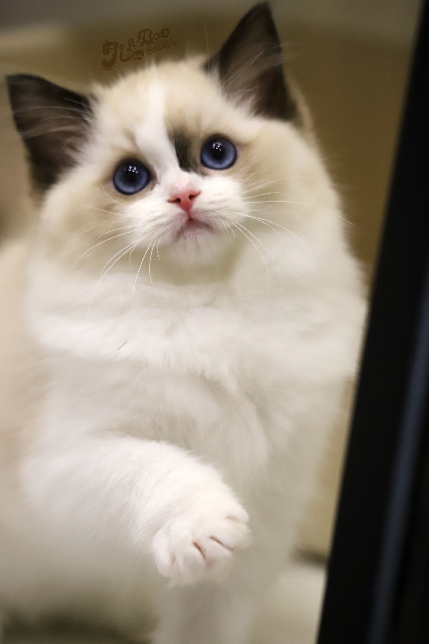 家寶寵物／海豹雙色布偶貓