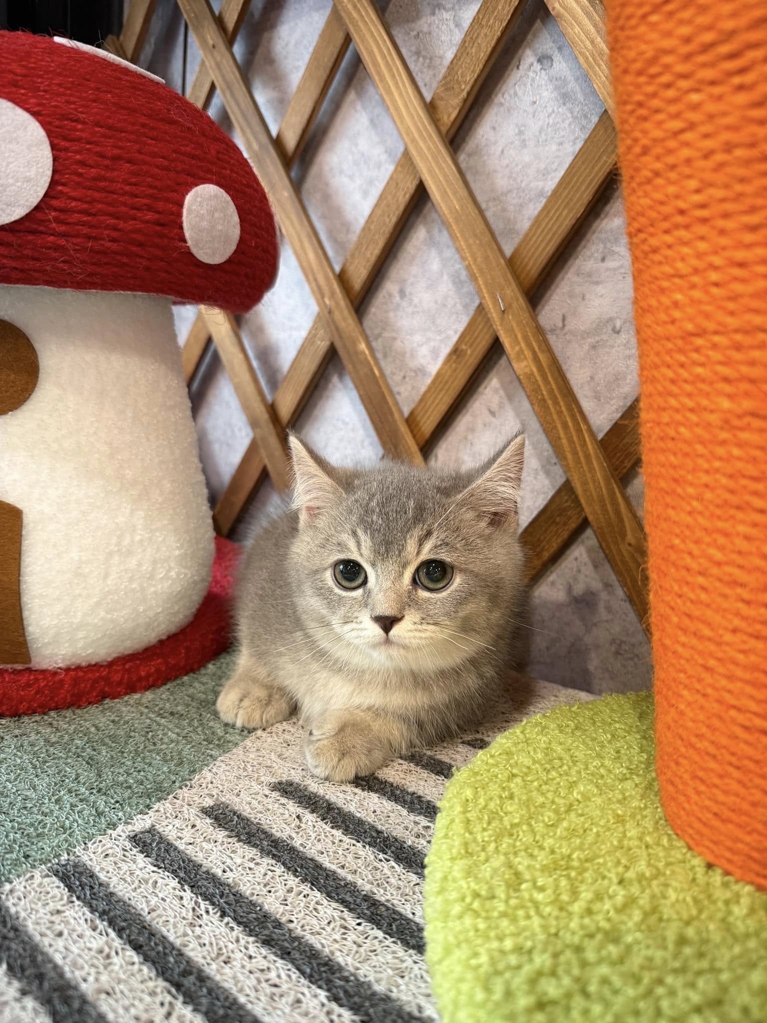 金瑟喵屋／藍金曼赤肯