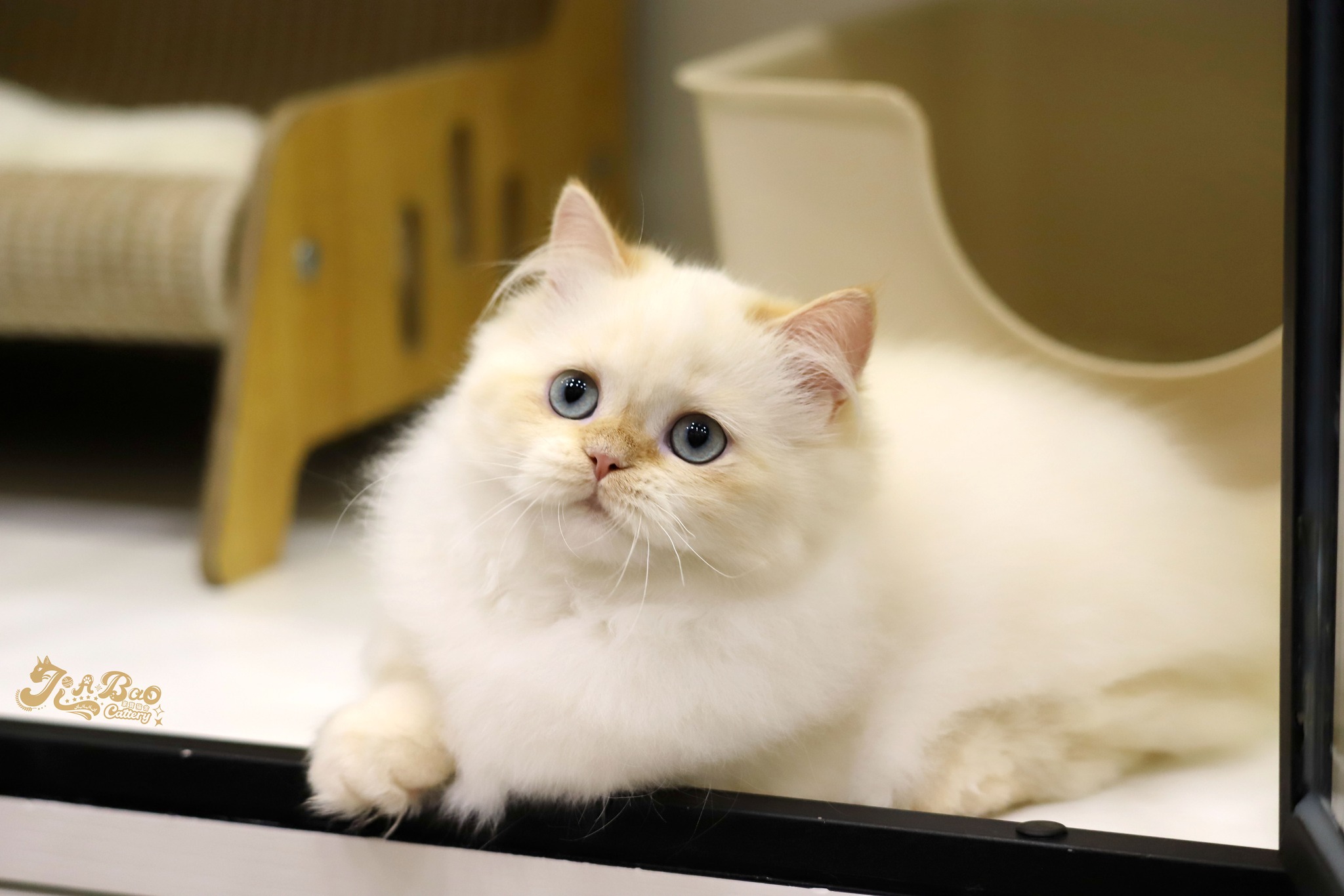 家寶寵物／奶油端小步舞曲