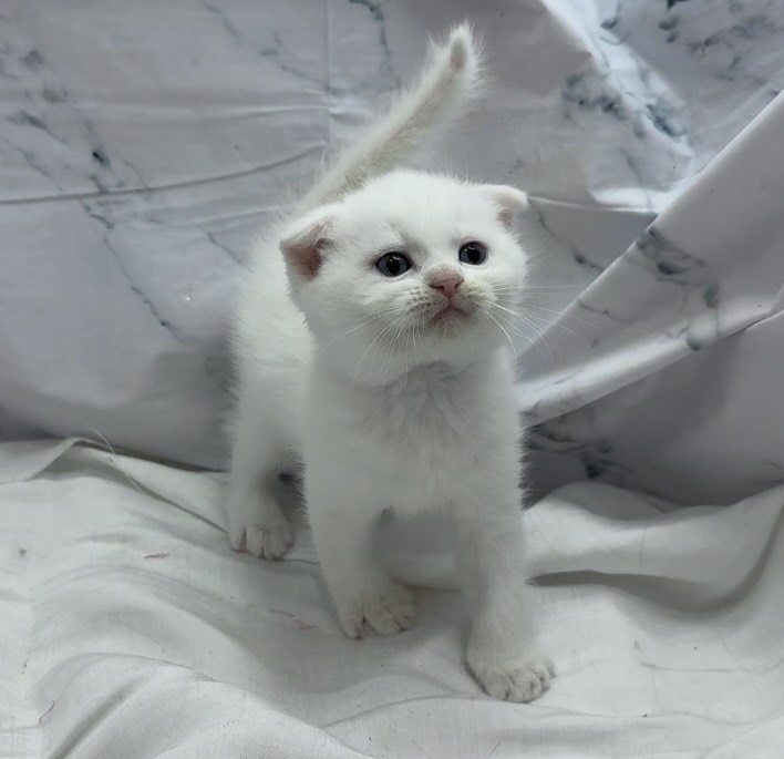 華貴皇族國際專業貓舍／純白色英國短毛貓