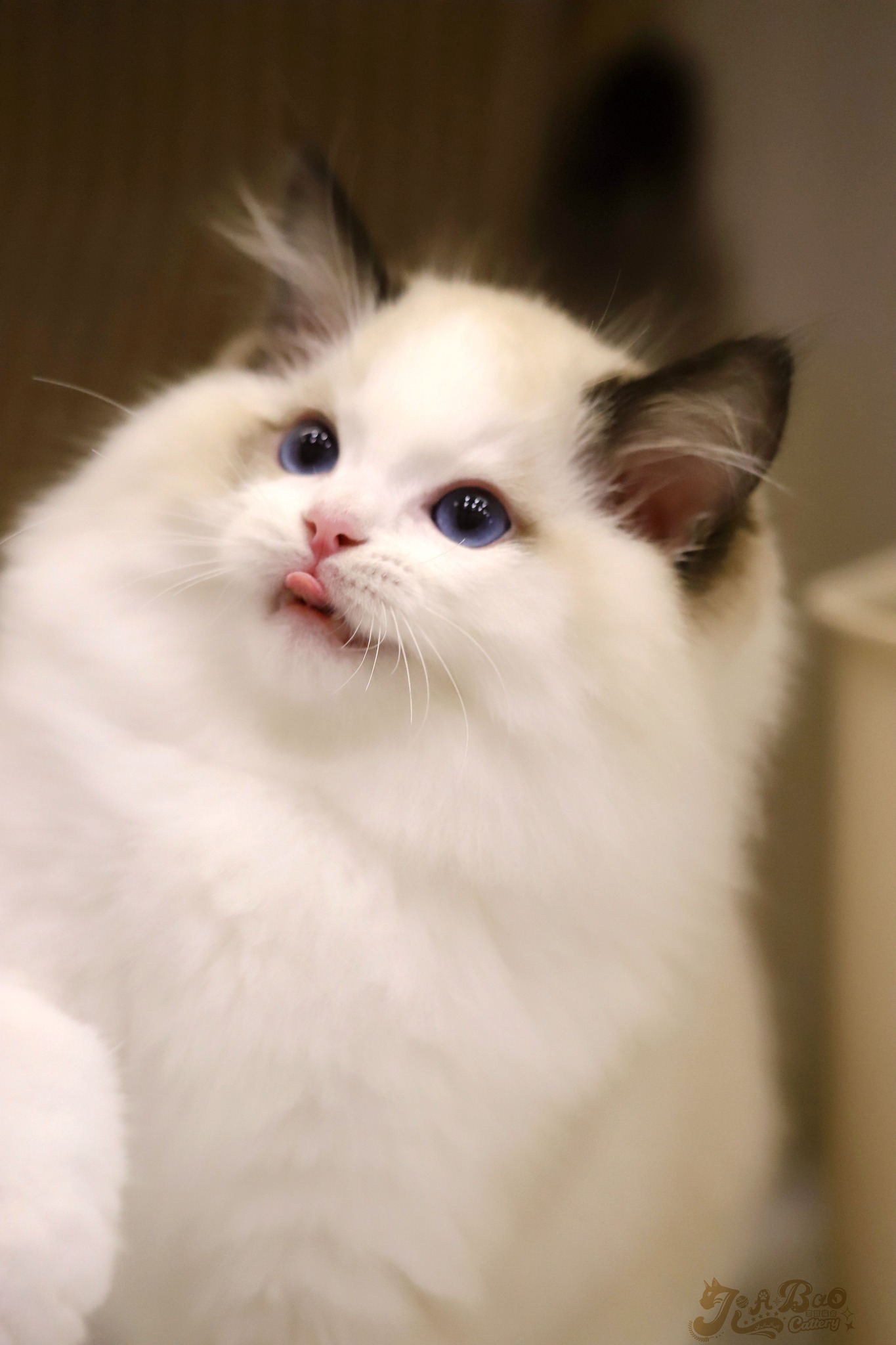 家寶寵物／海豹雙色布偶貓