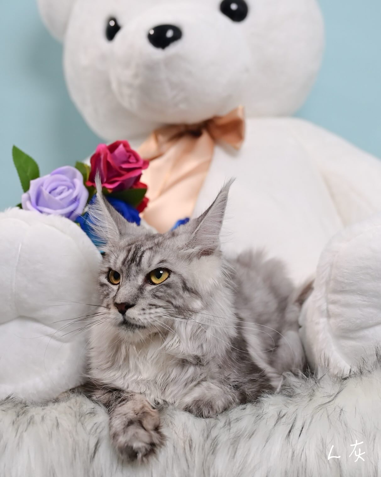 雀而喜貓舍／銀虎斑緬因貓