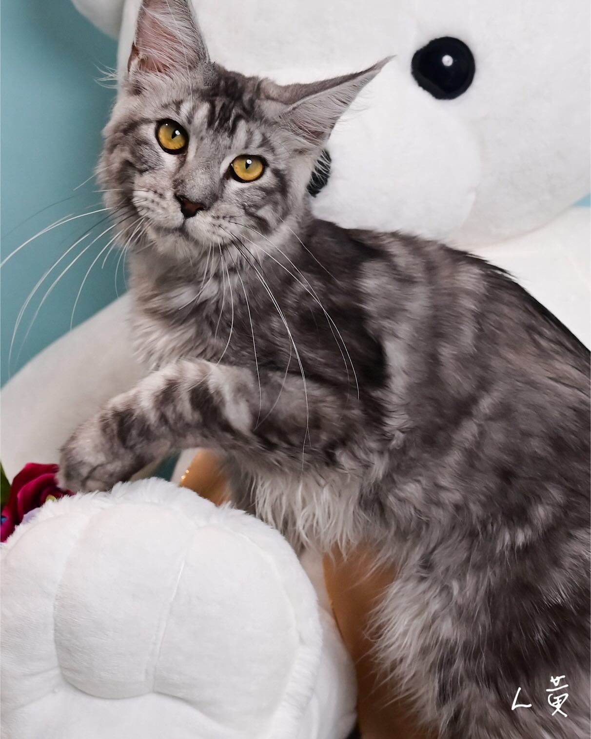 雀而喜貓舍／銀虎斑緬因貓