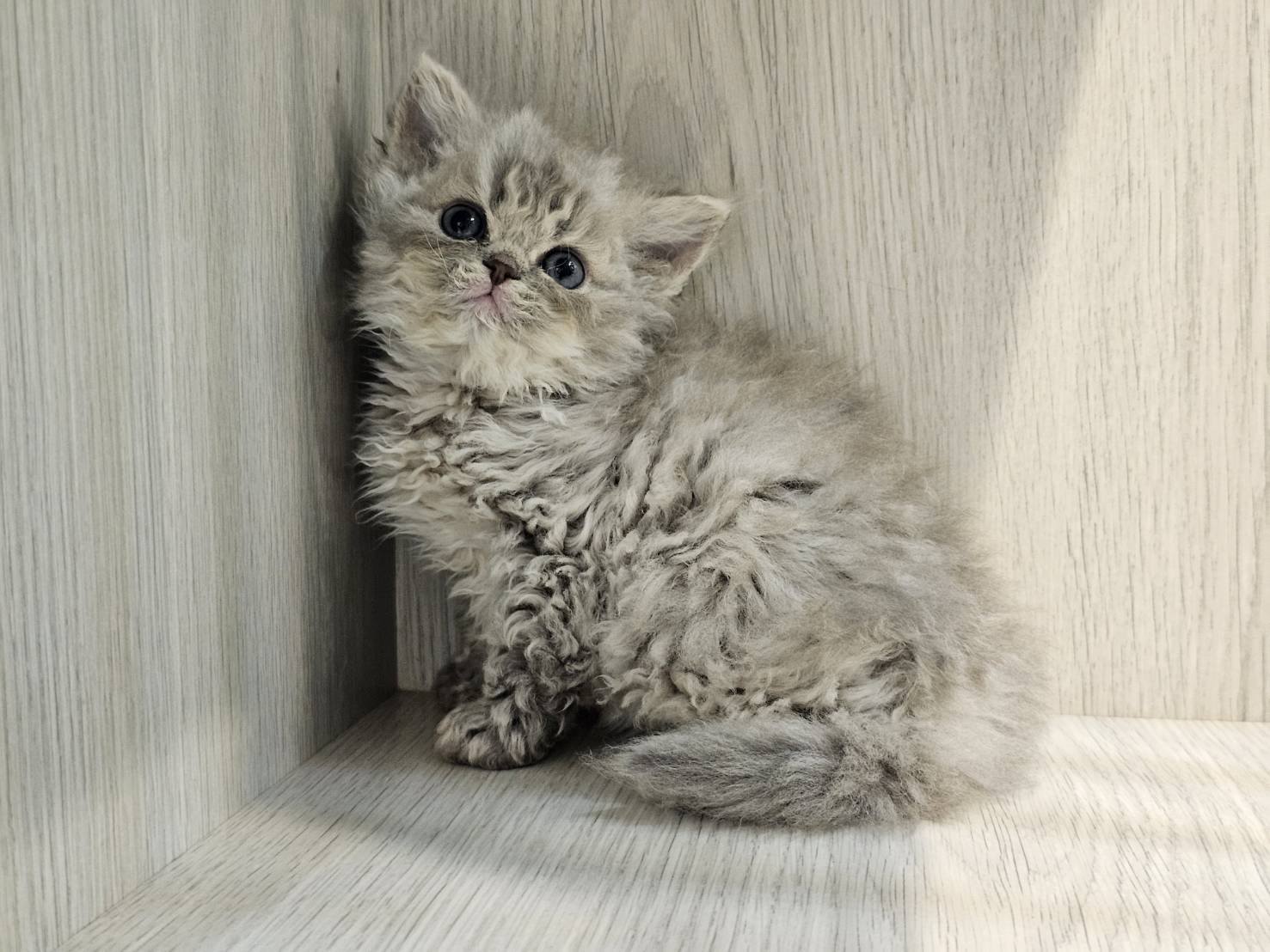 米琪蘇貓舍／賽爾凱特捲毛貓