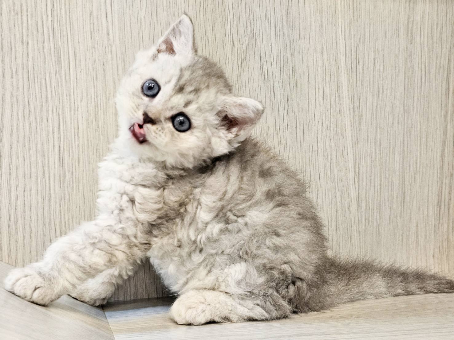 米琪蘇貓舍／賽爾凱特捲毛貓