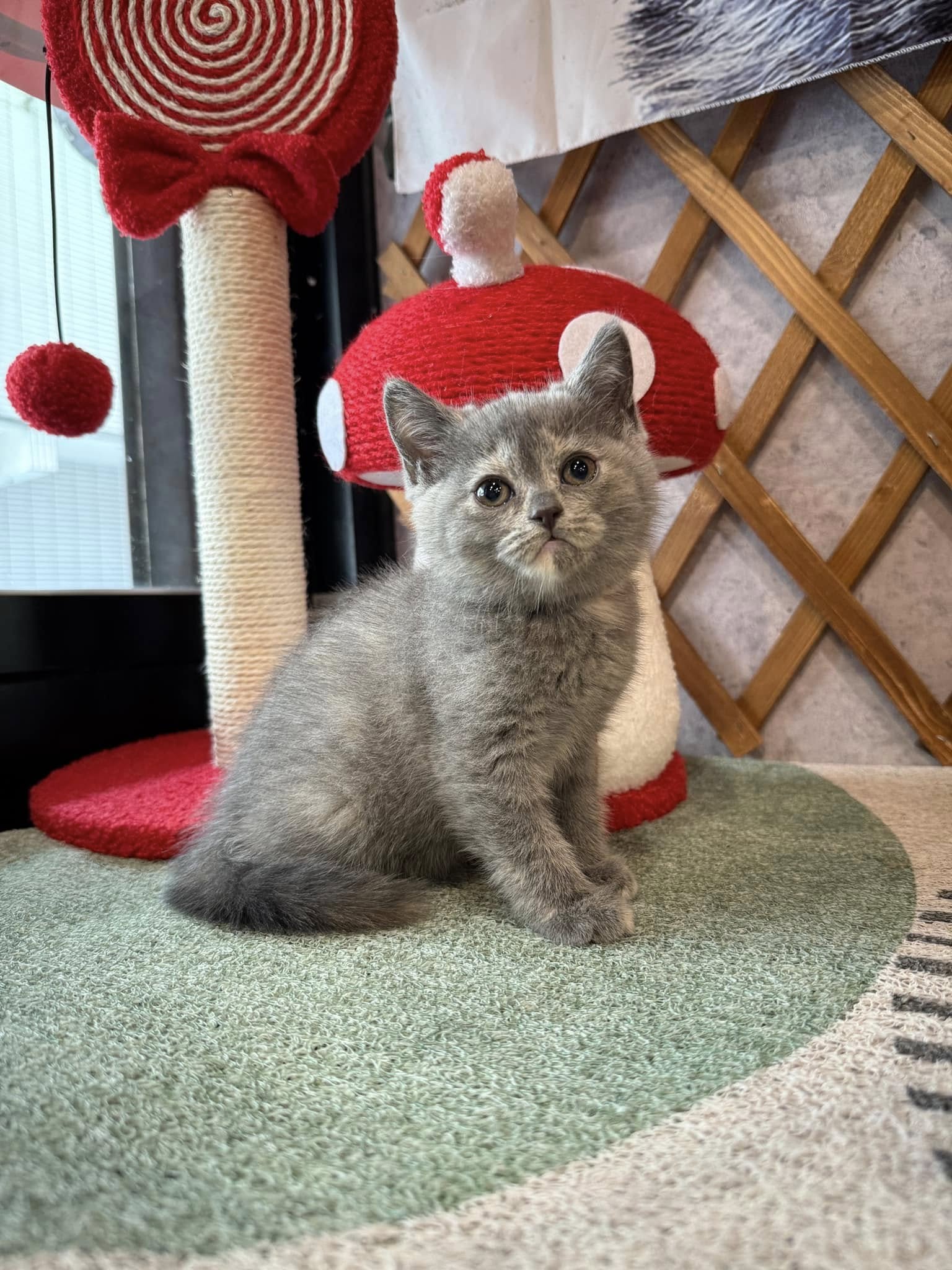 金瑟喵屋／藍奶油英國短毛貓