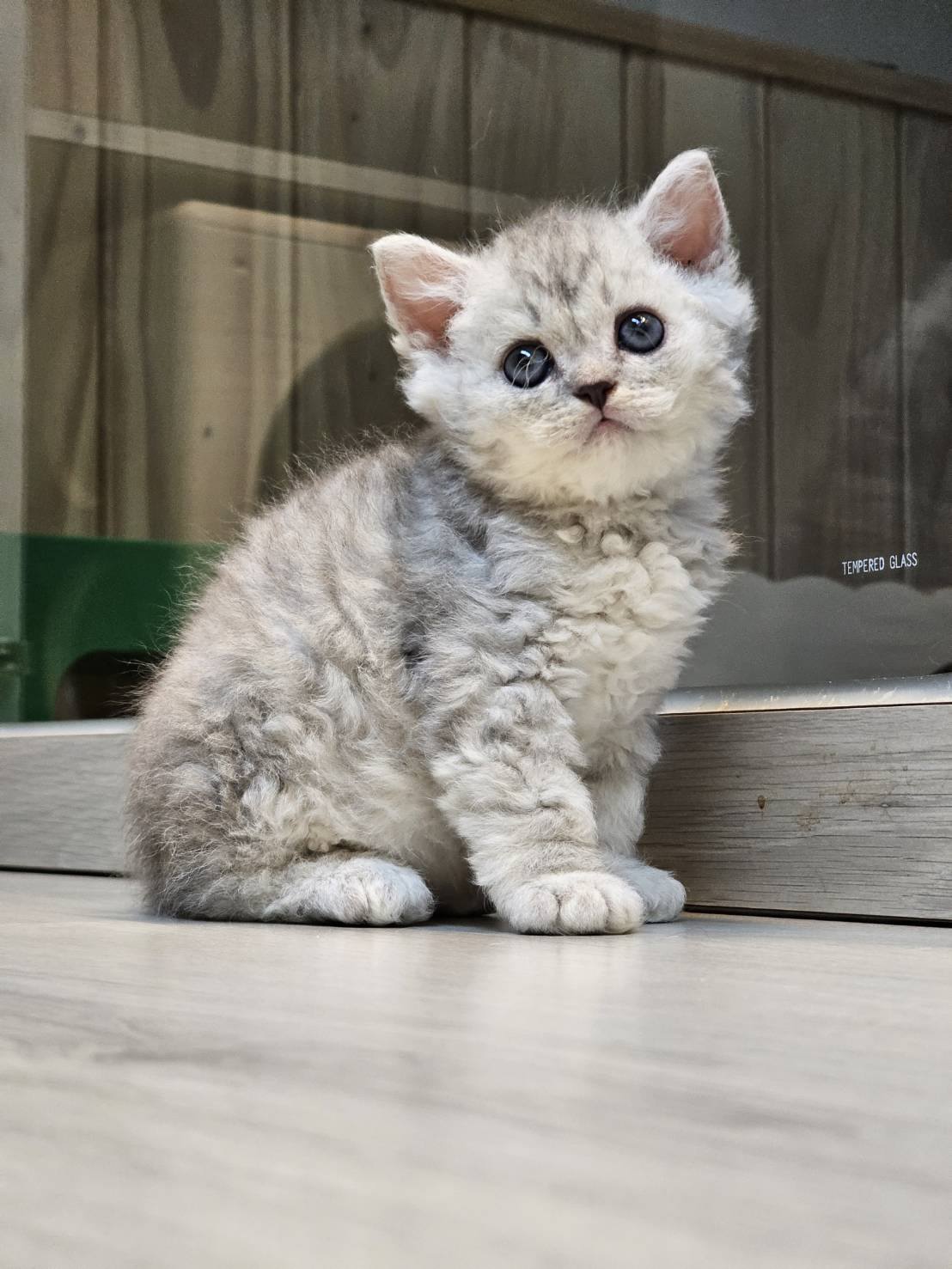 米琪蘇貓舍／賽爾凱特捲毛貓