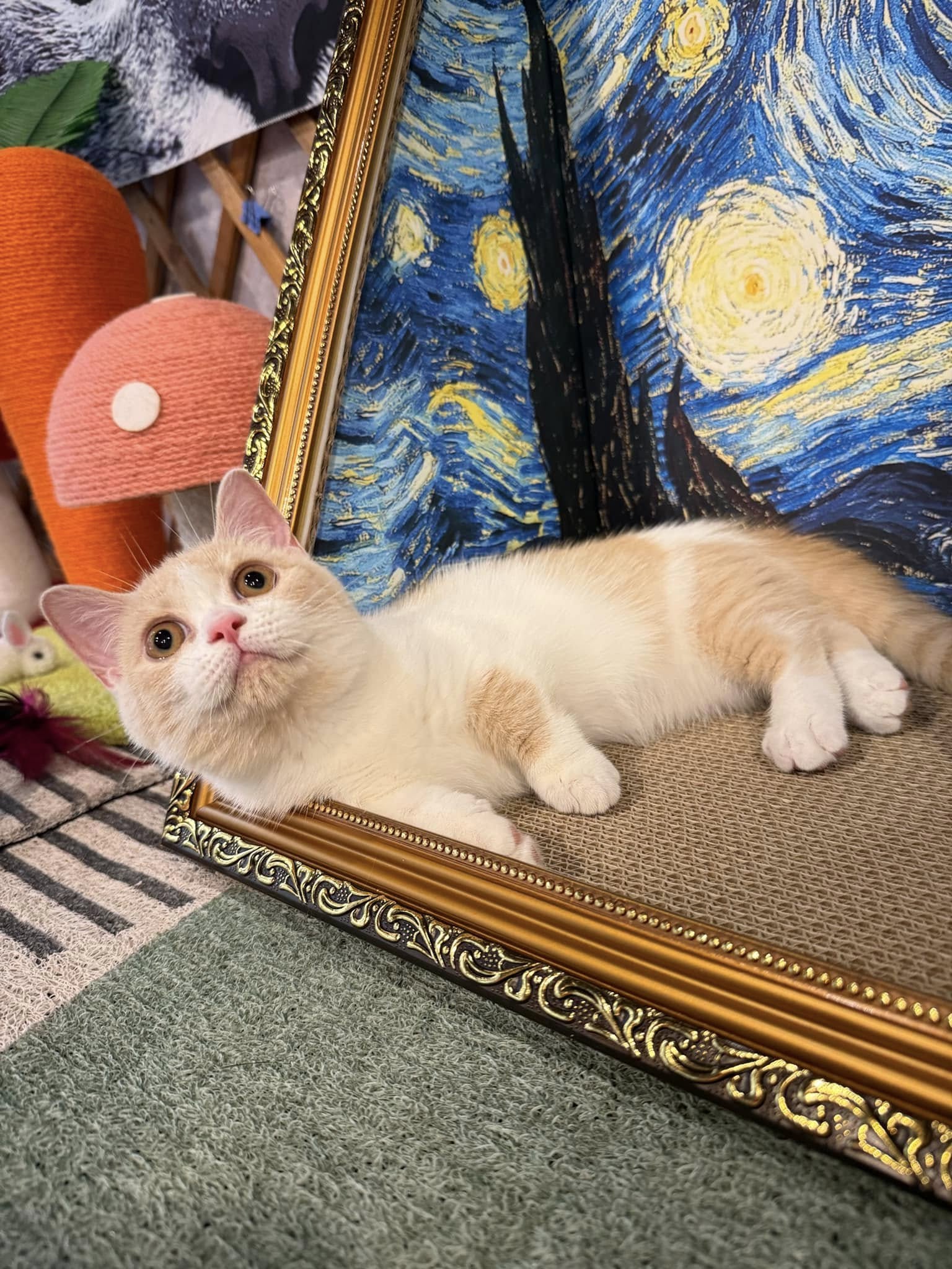 金瑟喵屋／奶油賓士曼赤肯