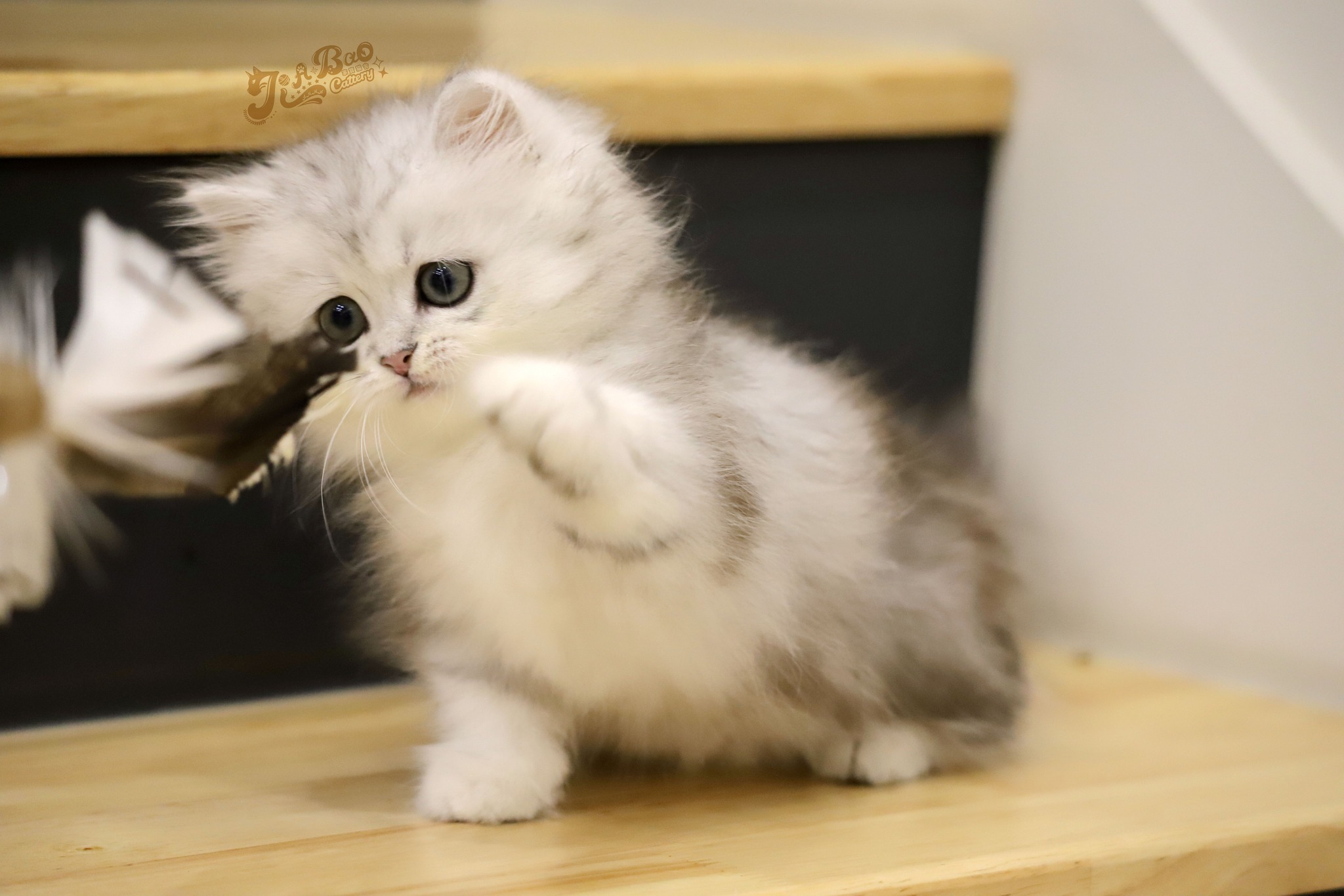 家寶寵物／銀漸層小步舞曲