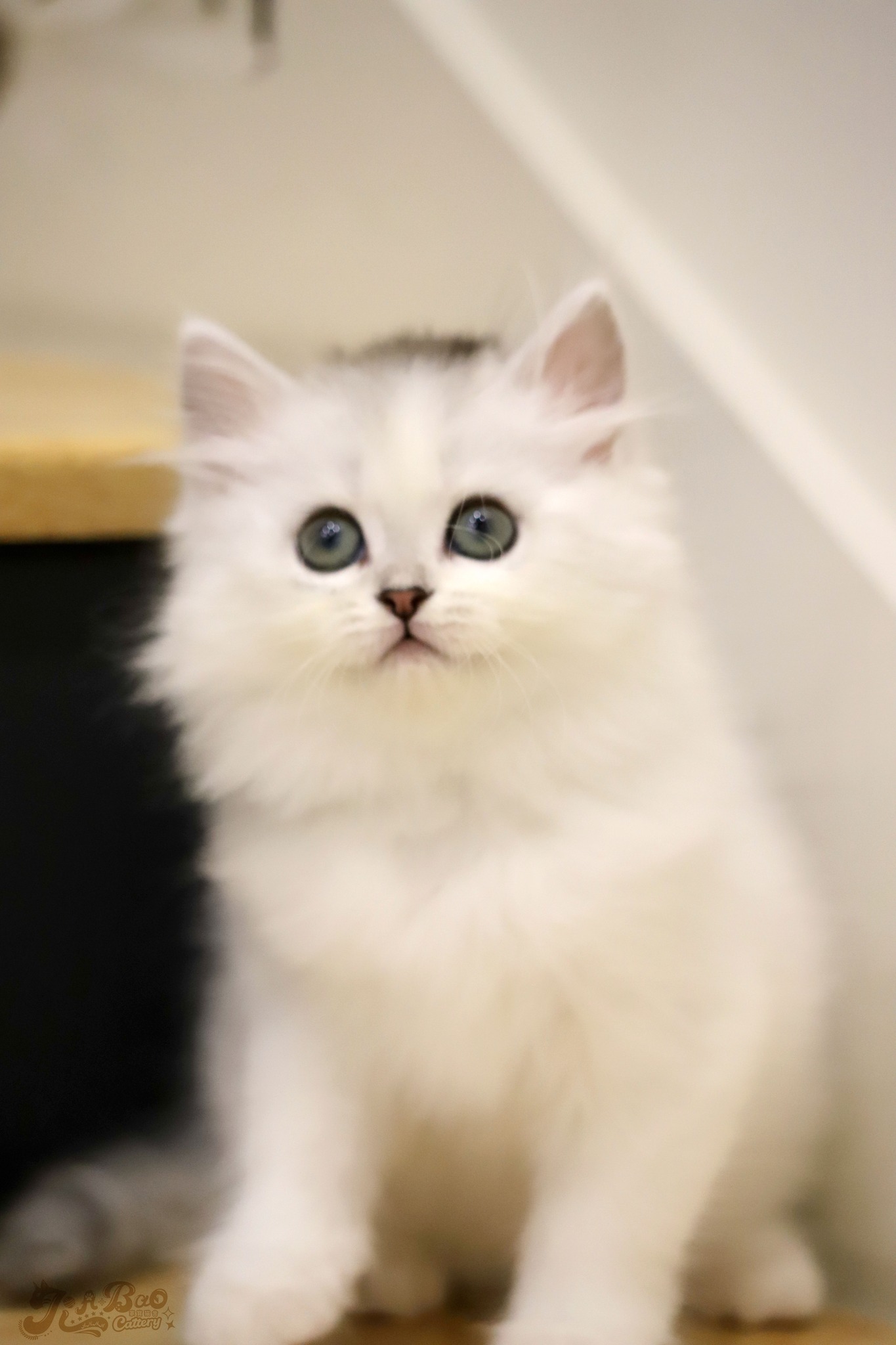 家寶寵物／銀漸層加白非標準小步舞曲