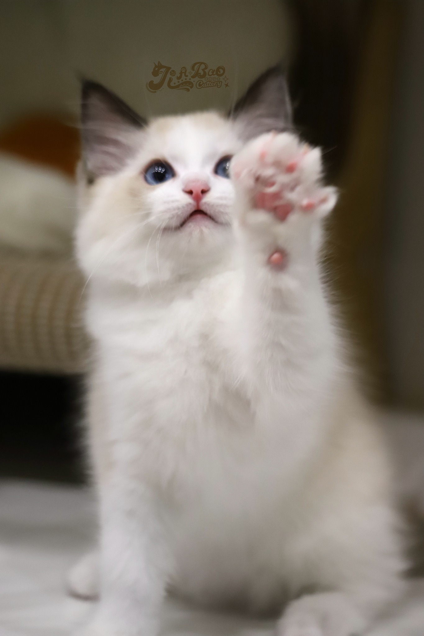 家寶寵物／海豹雙色布偶貓