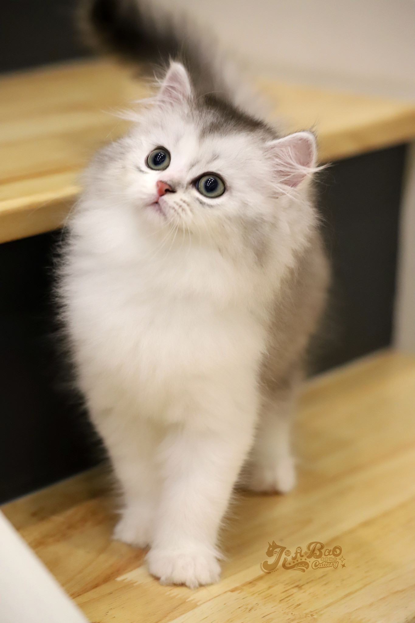 家寶寵物／銀漸層加白非標準小步舞曲