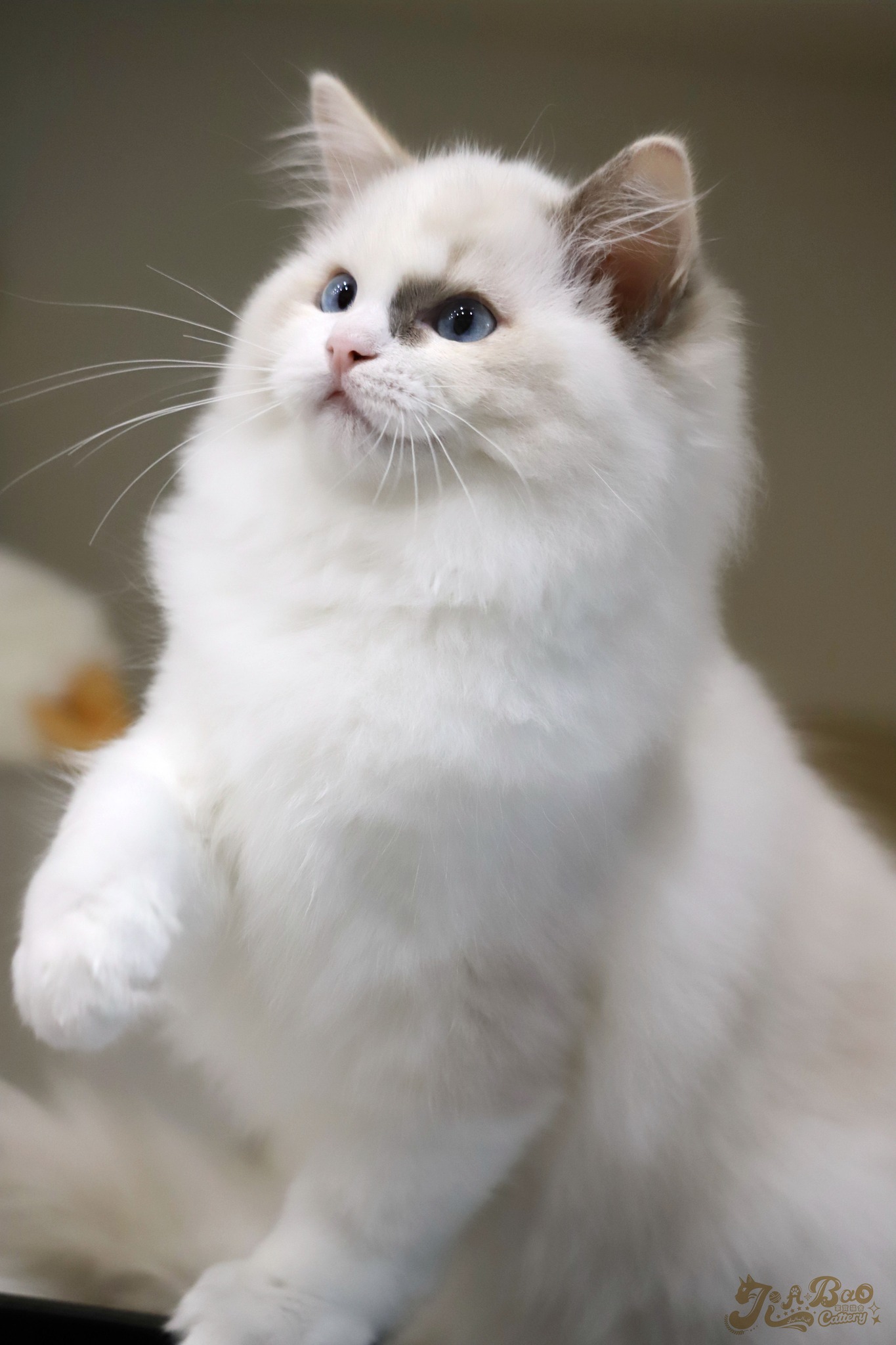 家寶寵物／海豹雙色布偶貓