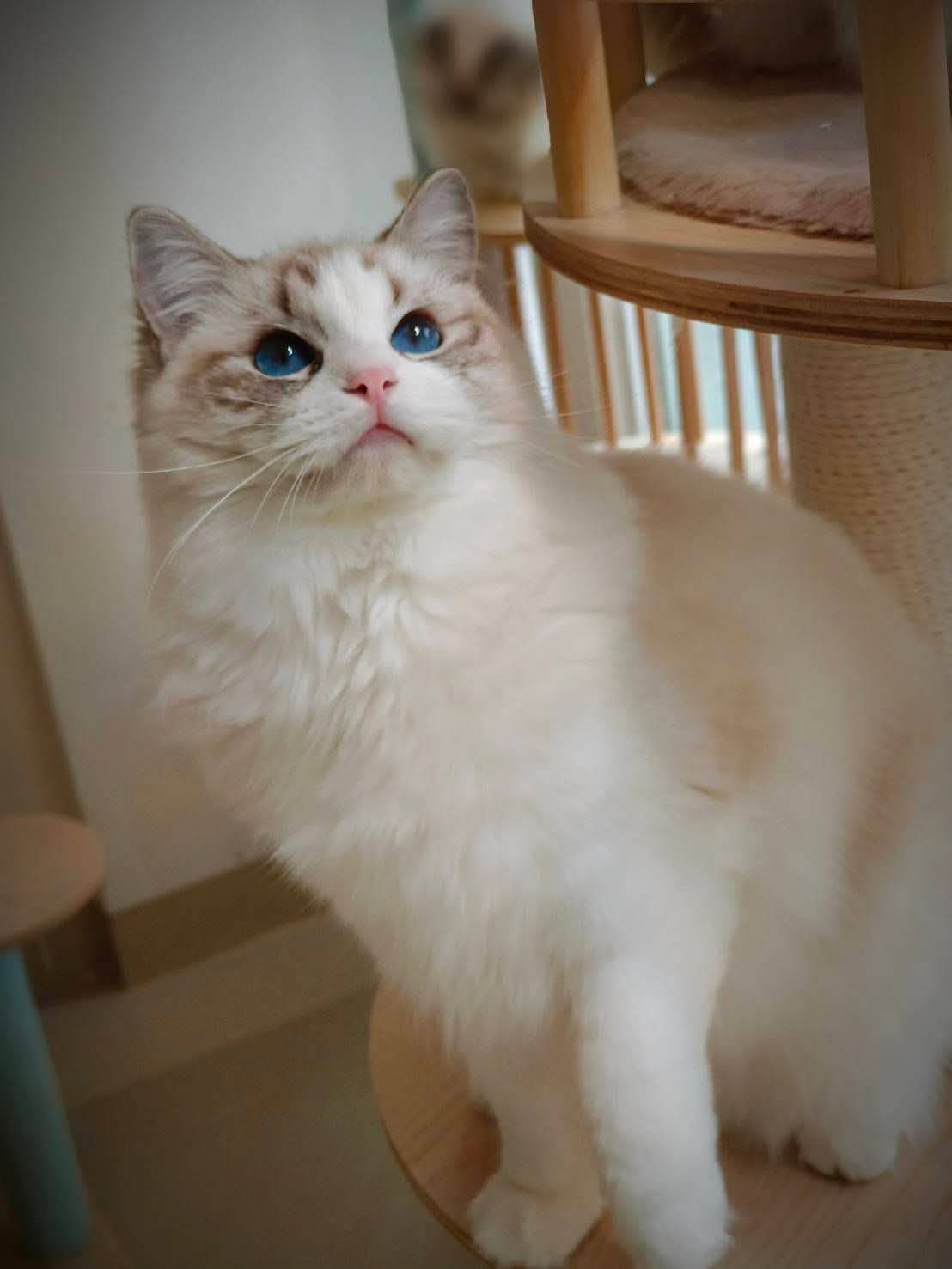 蘋果樹下的布偶貓／布偶貓