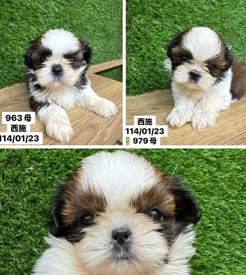 中圓寵物家族／西施犬