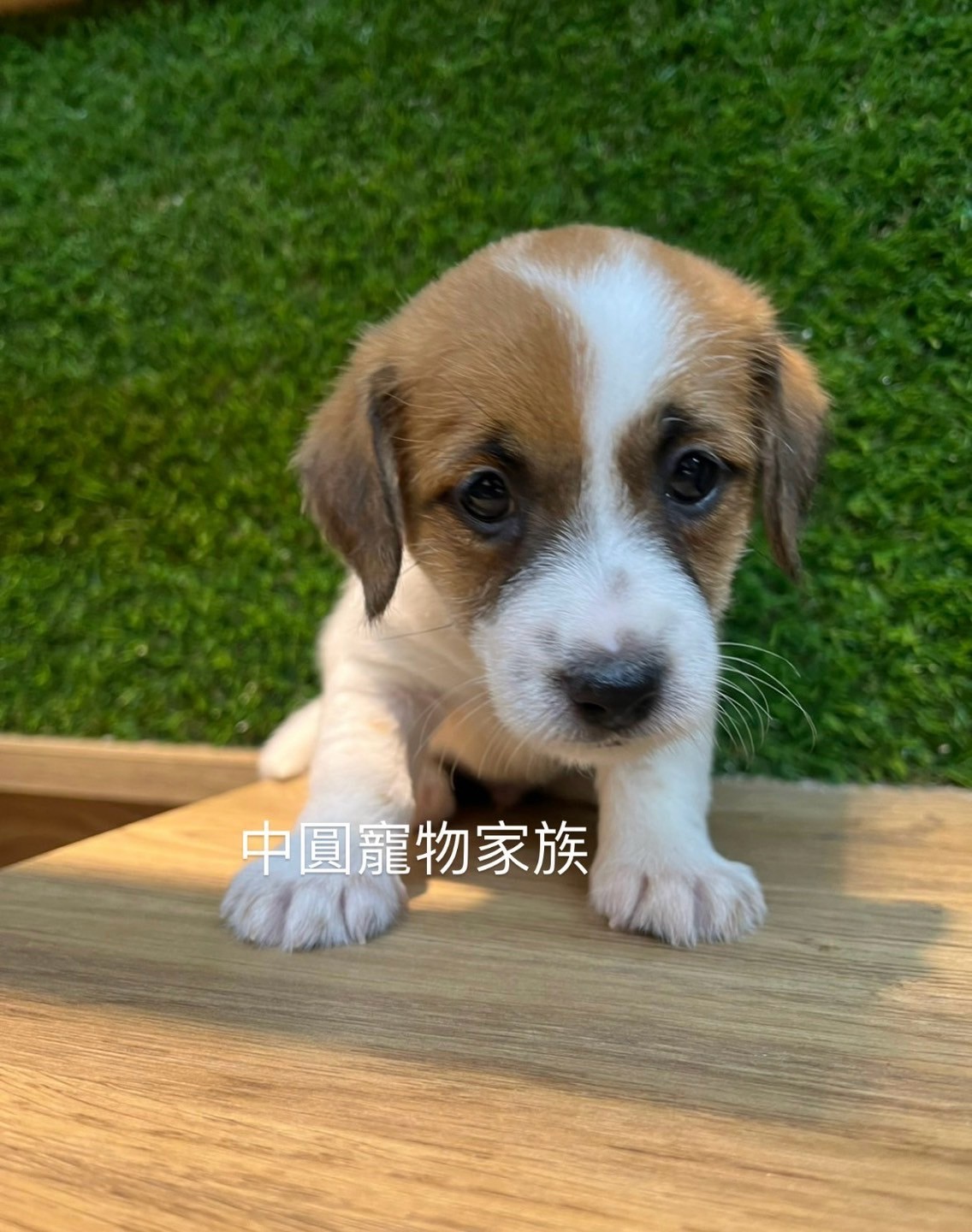 中圓寵物家族／傑克羅素