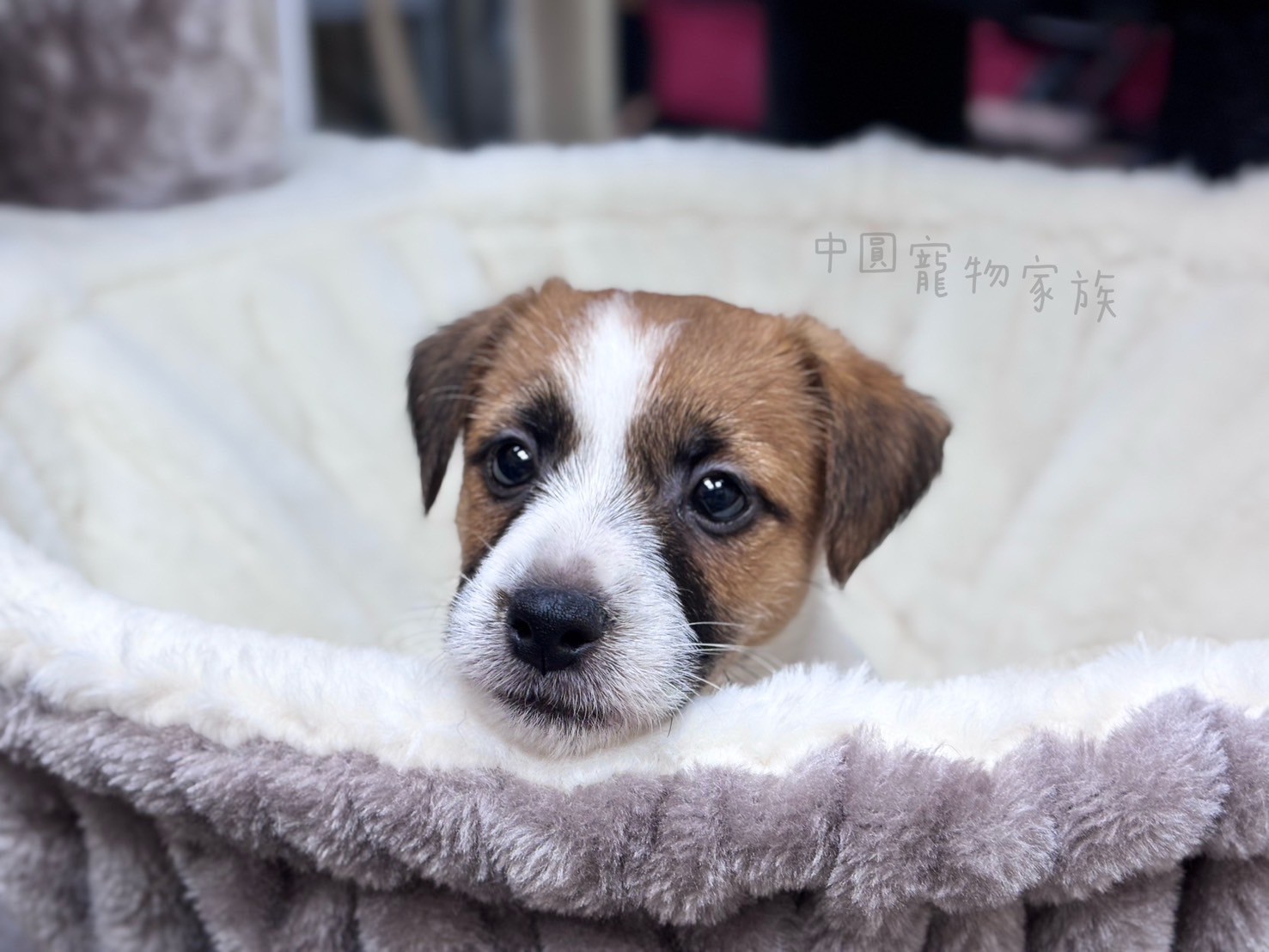 中圓寵物家族／雙色傑克羅素