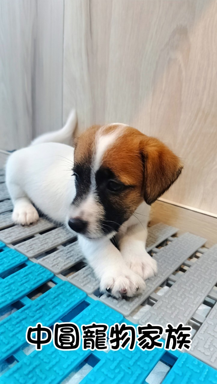 中圓寵物家族／雙色傑克羅素