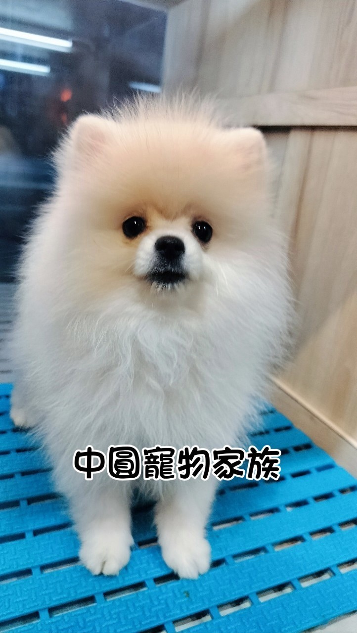 中圓寵物家族／白色博美犬