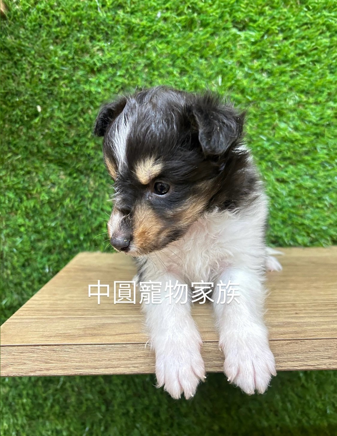 中圓寵物家族／三色喜樂蒂