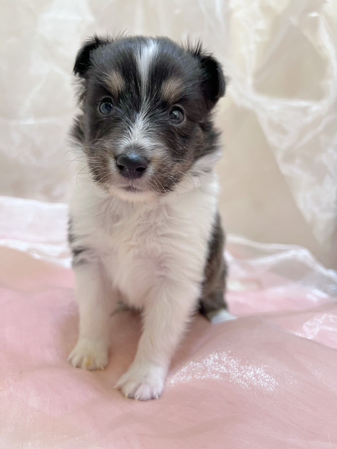 中圓寵物家族／三色喜樂蒂