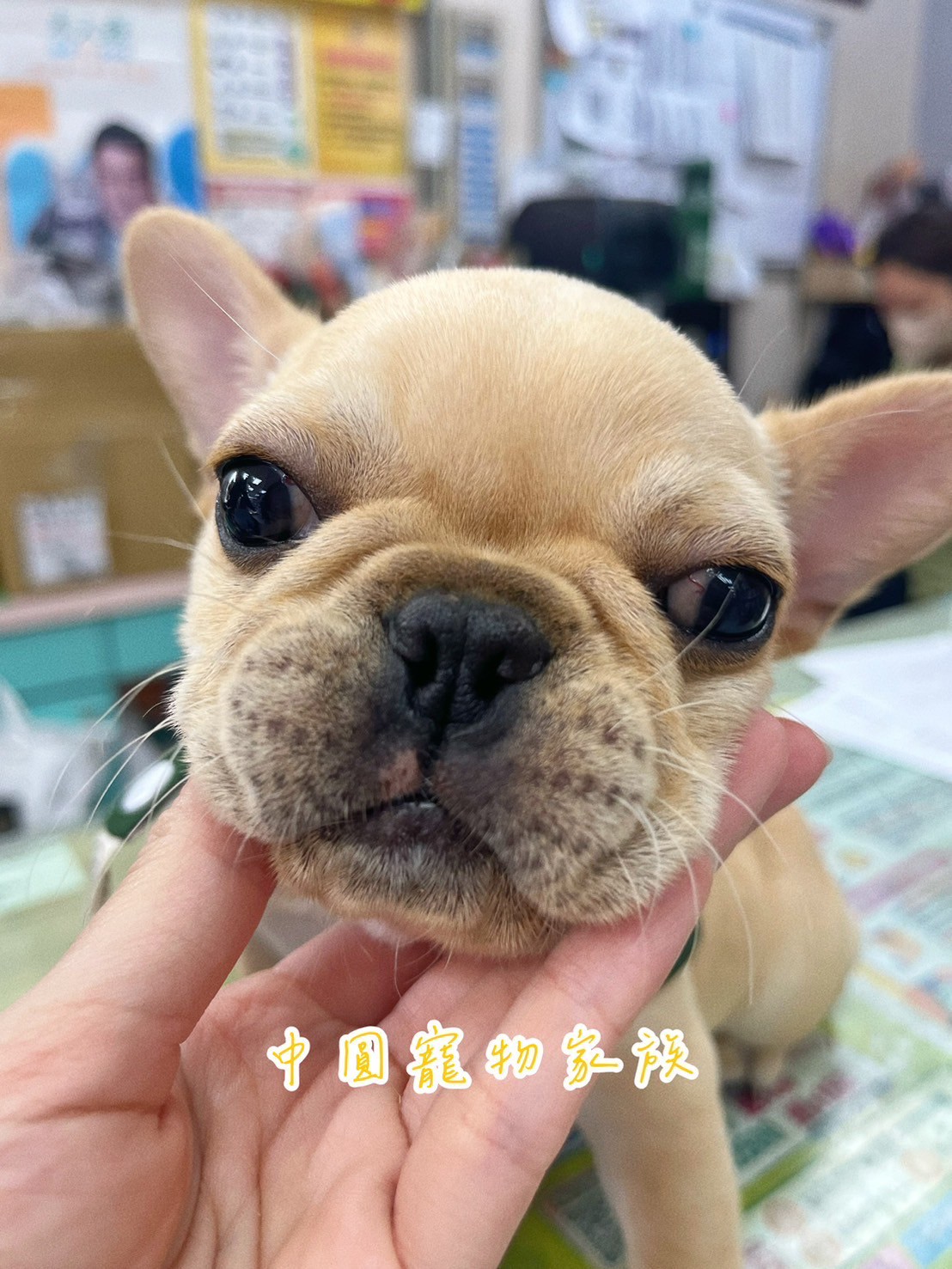 中圓寵物家族／奶油法鬥