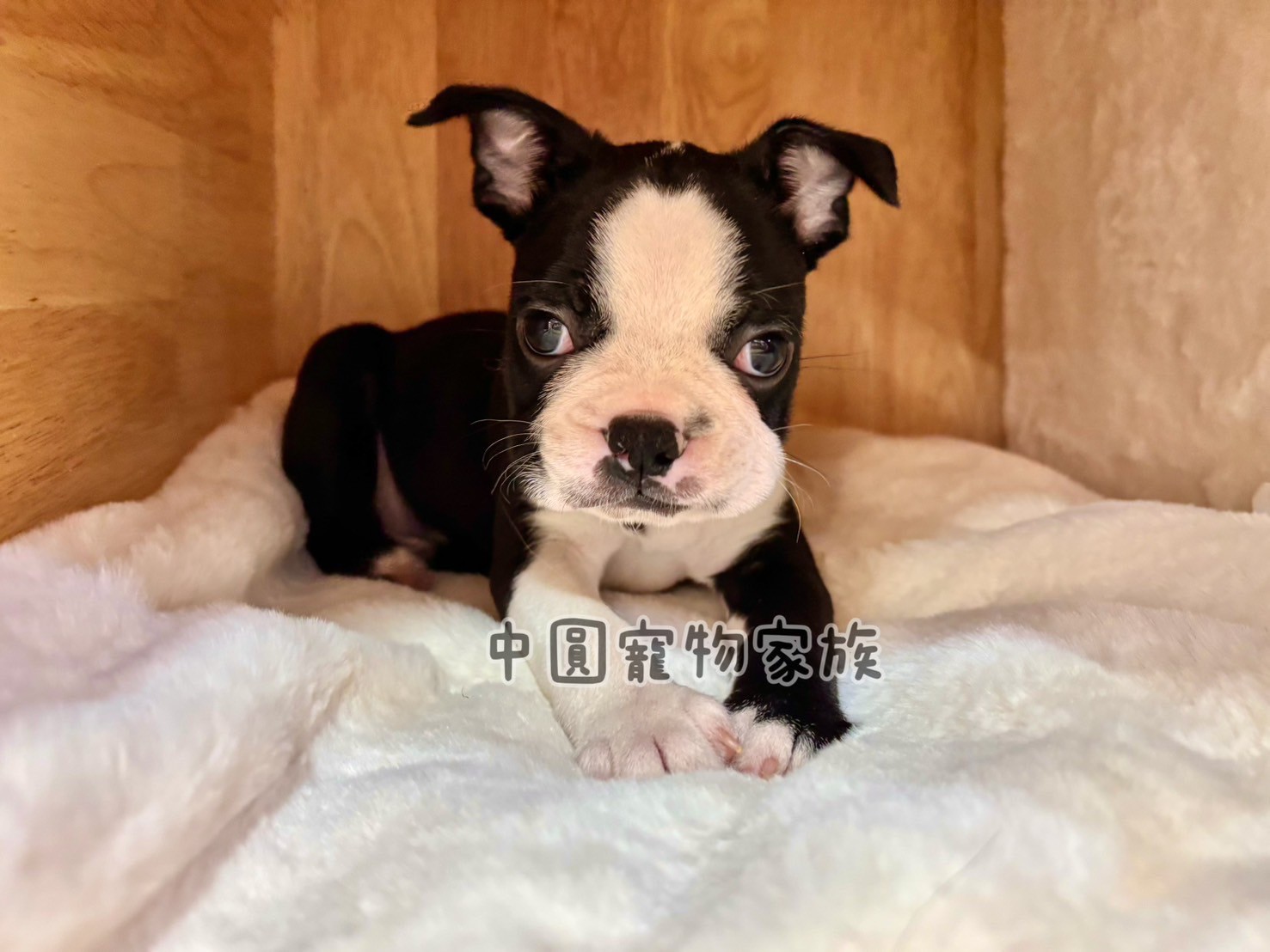 中圓寵物家族／黑白色波士頓梗