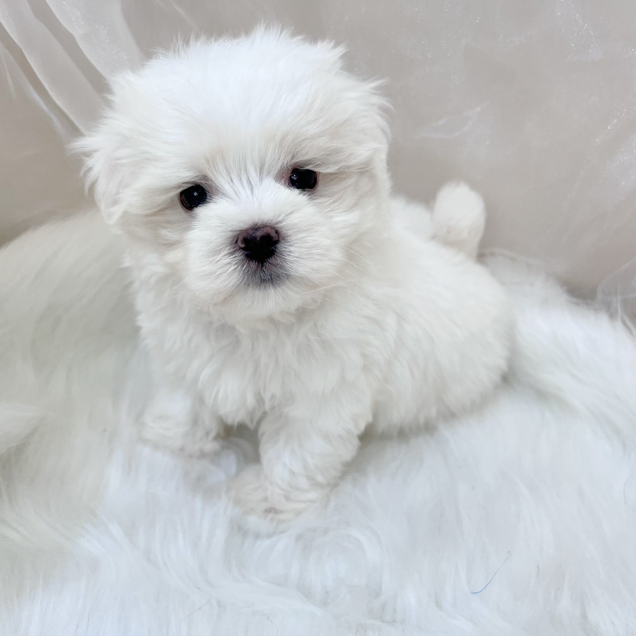 中圓寵物家族／瑪爾濟斯