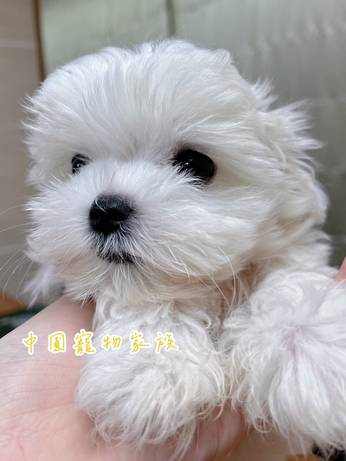 中圓寵物家族／瑪爾濟斯