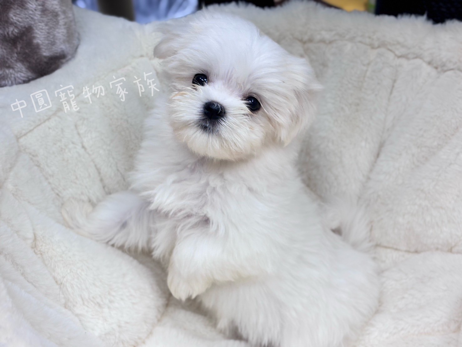 中圓寵物家族／白色瑪爾濟斯