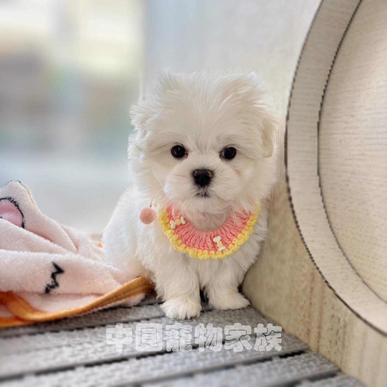 中圓寵物家族／白色瑪爾濟斯