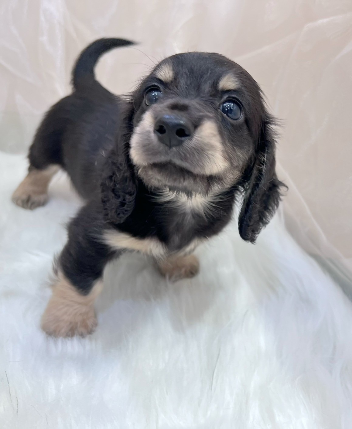 中圓寵物家族／黑奶長毛臘腸犬