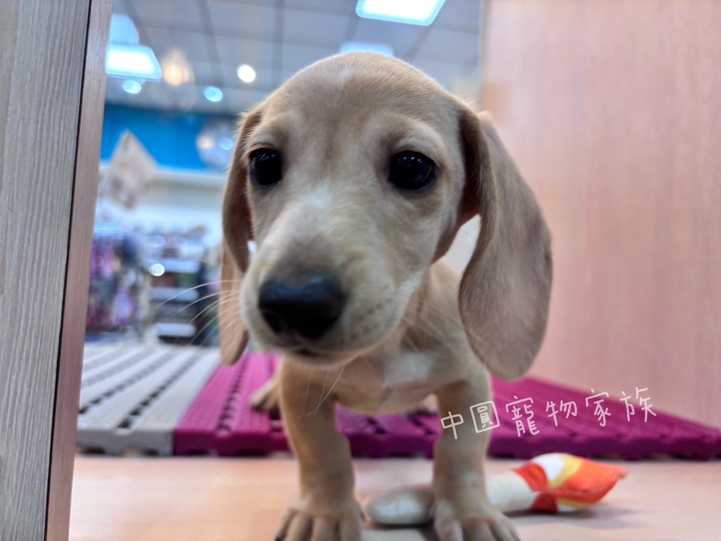 中圓寵物家族／奶油短毛臘腸犬