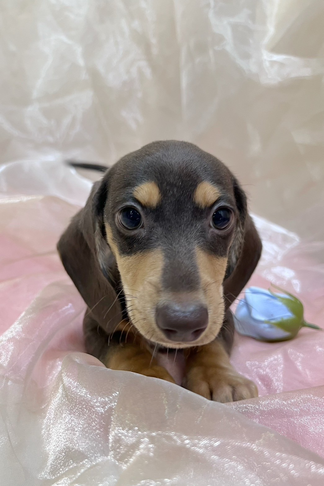 中圓寵物家族／巧奶短毛臘腸犬