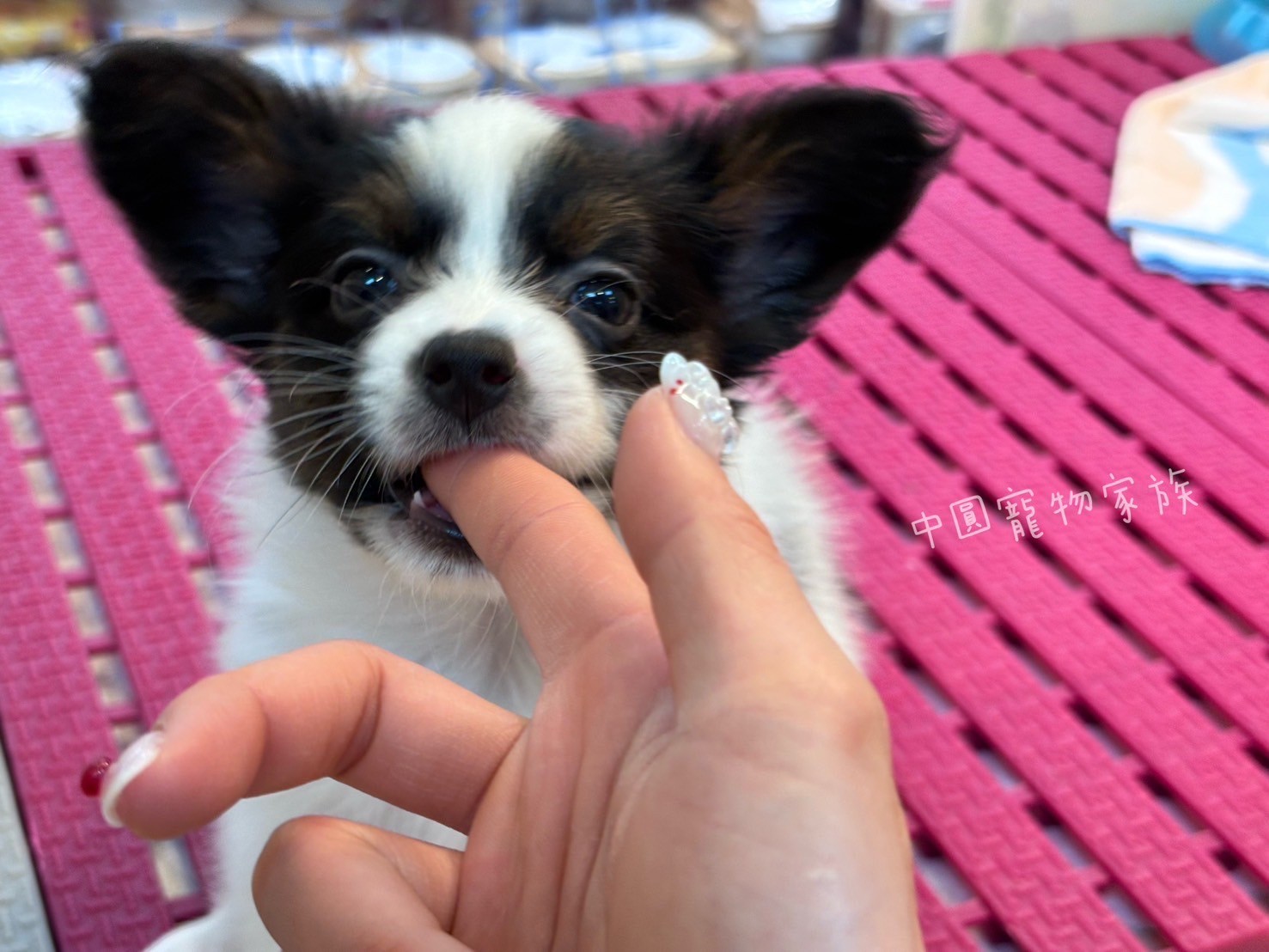 中圓寵物家族／三色蝴蝶犬