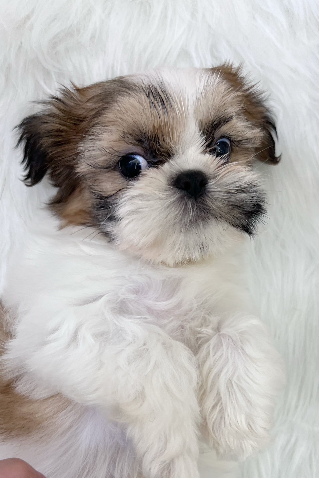 中圓寵物家族／雙色西施犬