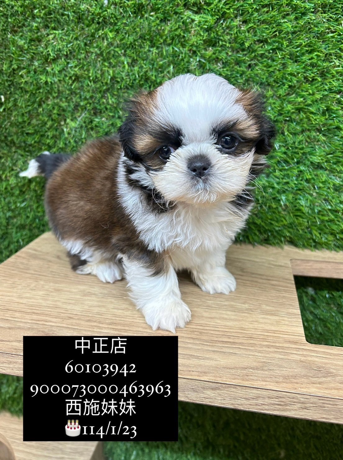 中圓寵物家族／雙色西施犬